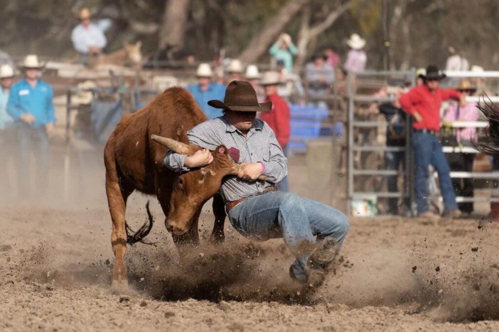 a man pulls a calf to the ground by the horns