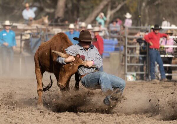 Stop the Moruya Rodeo’s Licence to Harm Animals
