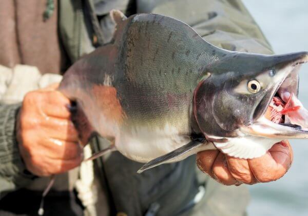 caught salmon fish