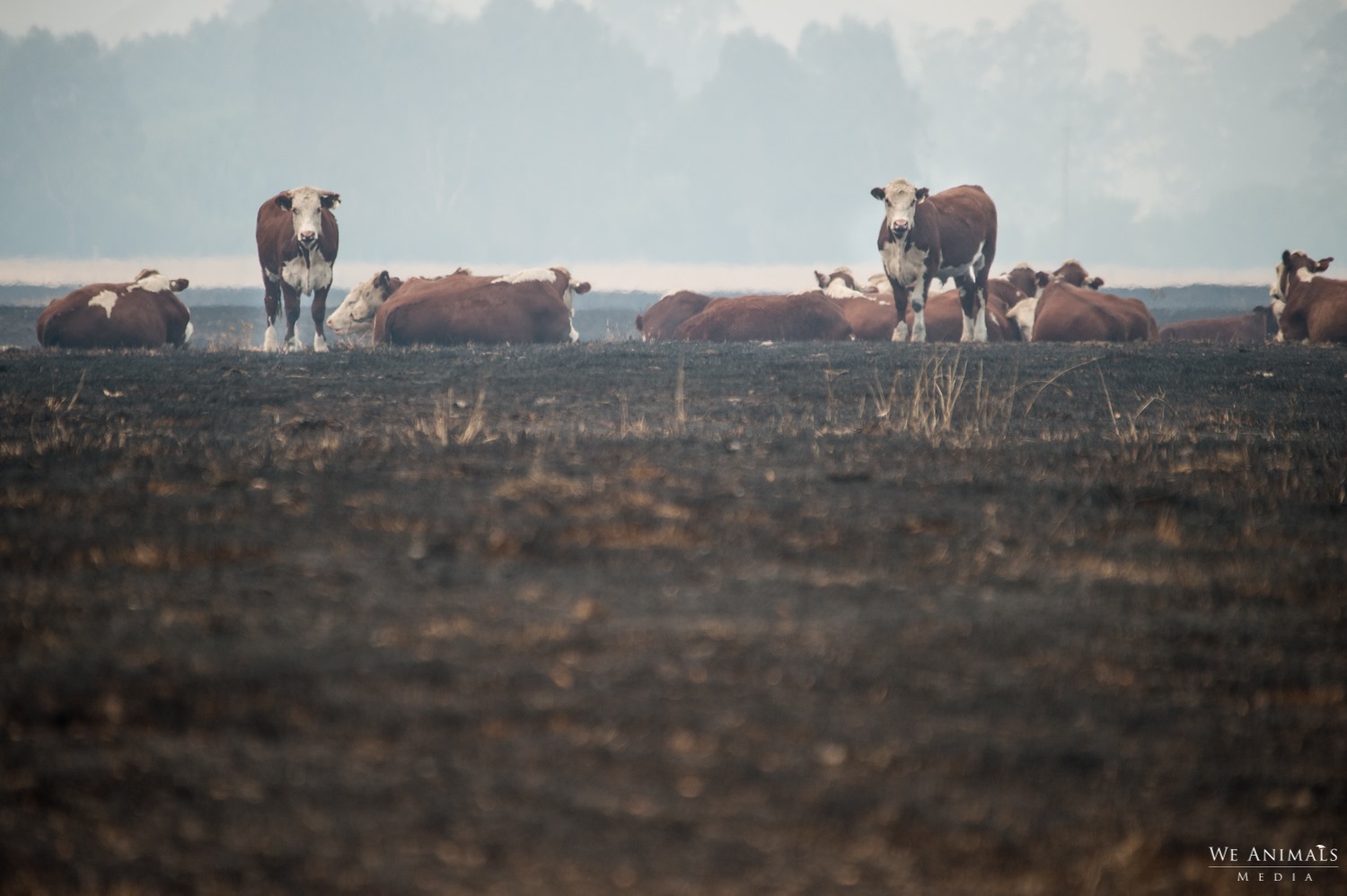 A photo of cows on burnt land.