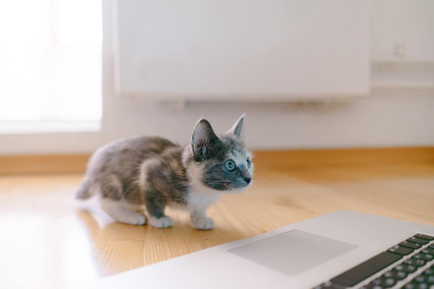 a kitten watching something on a laptop