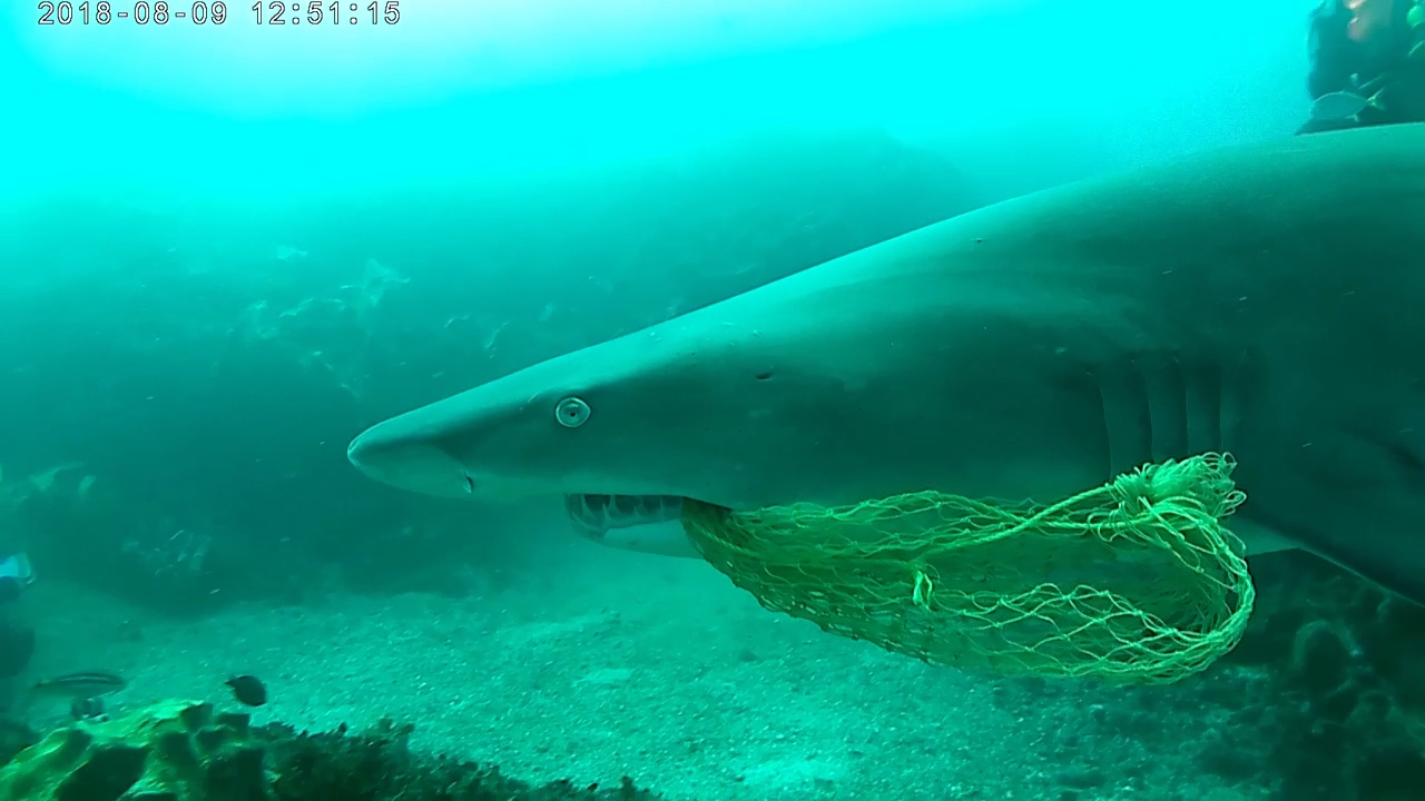 PETA Awards Hero Scuba Diver Who Saved Shark Tangled in Fishing Gear