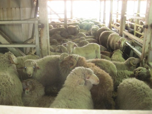Typical sheep stocking density