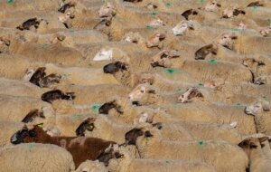 56,000 Sheep Spared Live-Export Journey to the Middle East