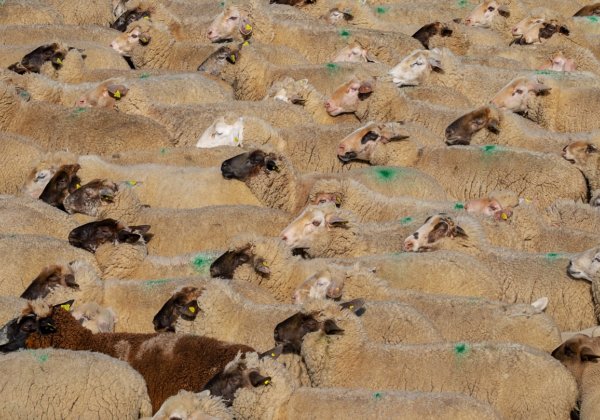 56,000 Sheep Spared Live-Export Journey to the Middle East