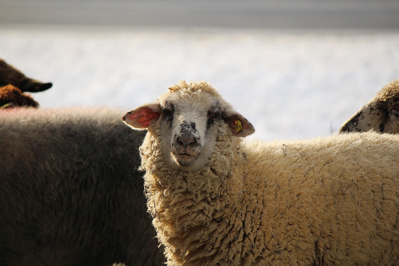 Sheep Shearing: The Barbaric Reality