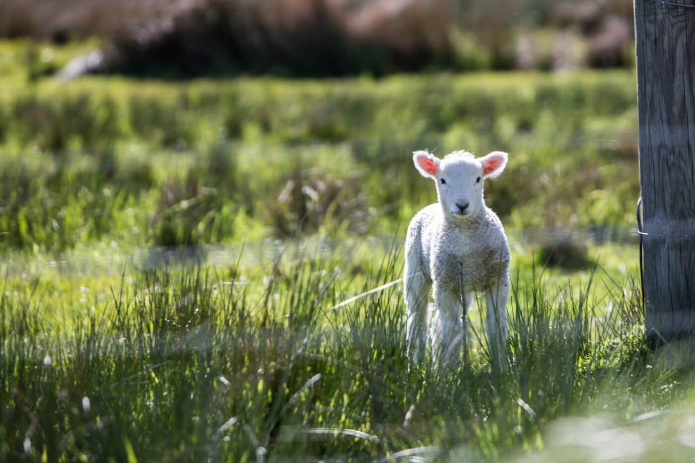Competition to Help ‘Discover’ Vegan Wool