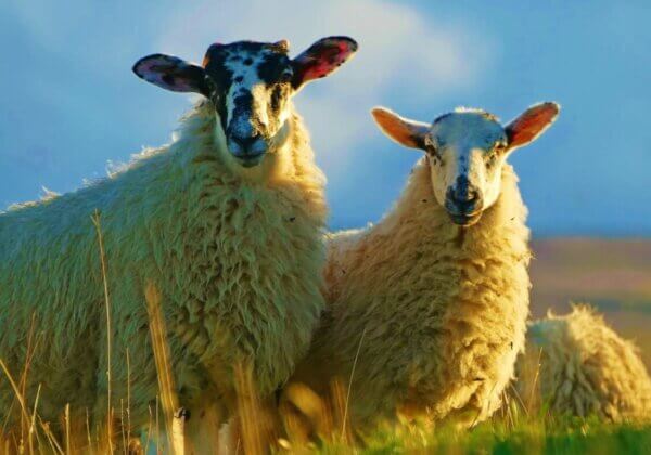 PETA US Launches US$1 Million Vegan Wool Challenge Award