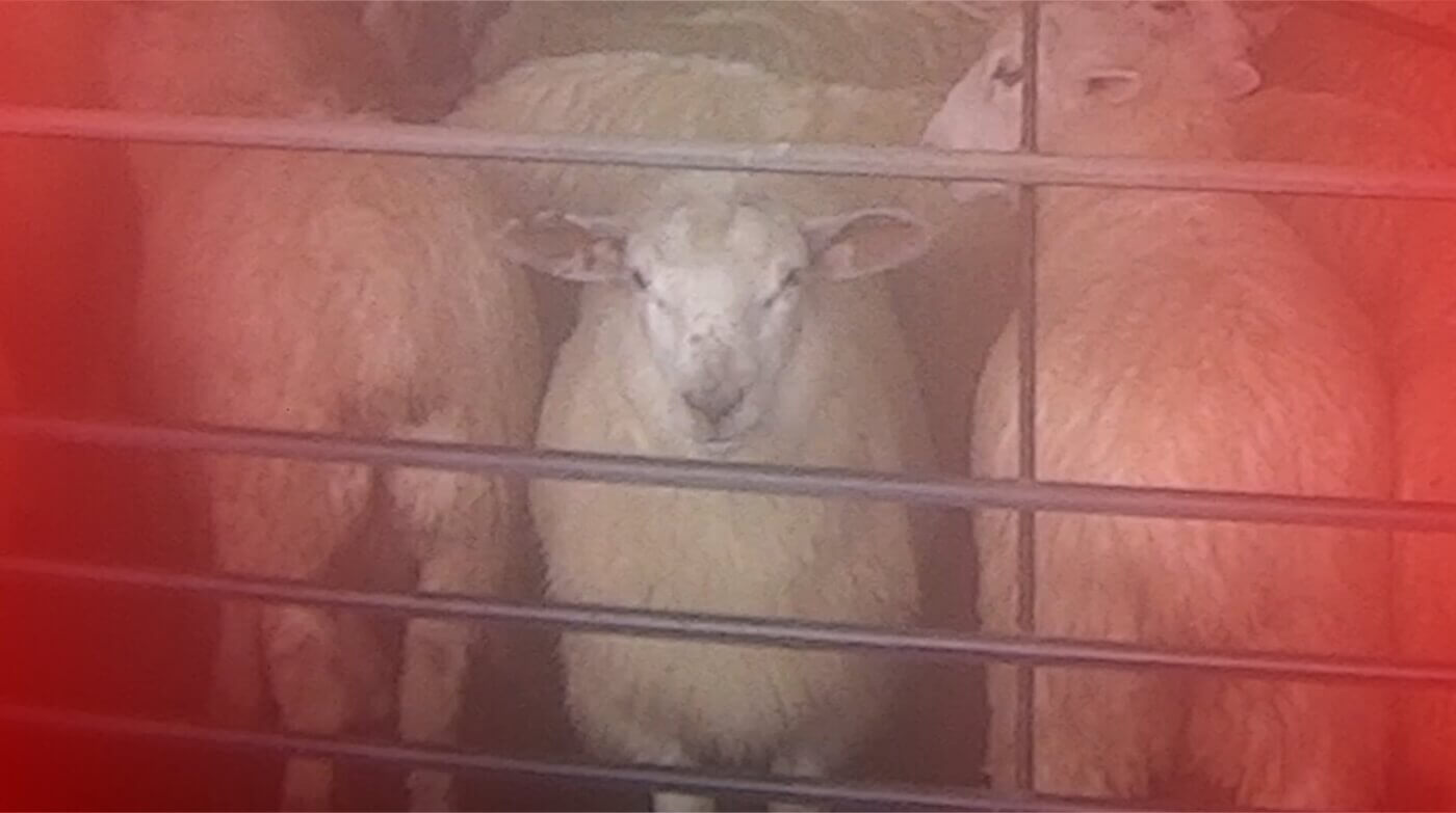 Sheep in a pen