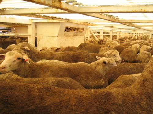 Typical sheep stocking density