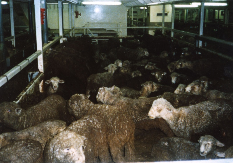 Live-Export Whistle-Blower Cleared After Government Investigation