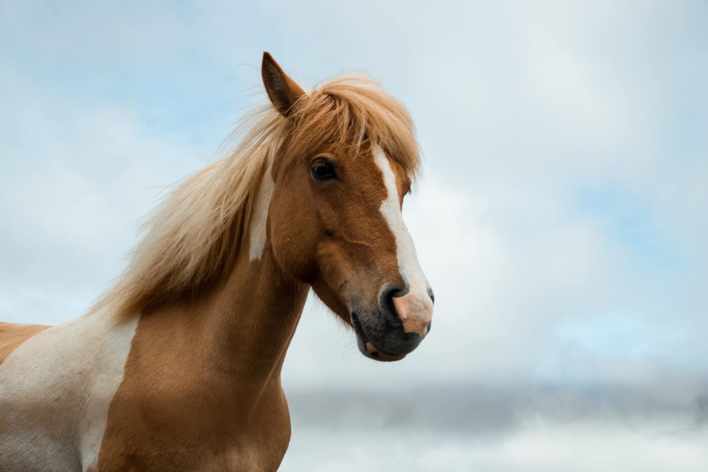 horse