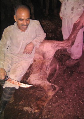 slaughter of injured cow