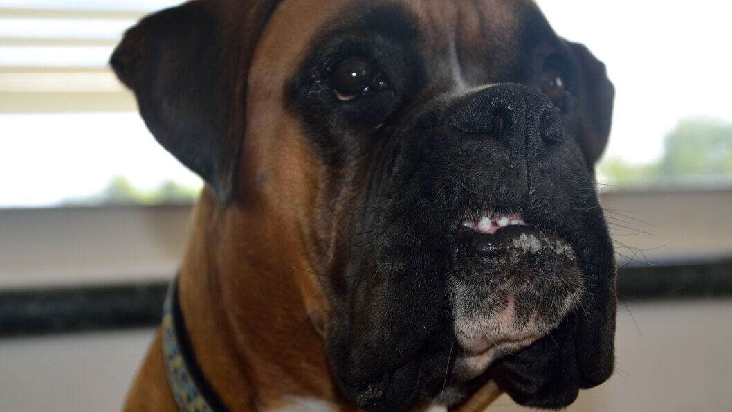 Why Breeding and Buying Bulldogs and Pugs is Cruel PETA Australia