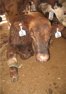 Downed cow with leg abrasions