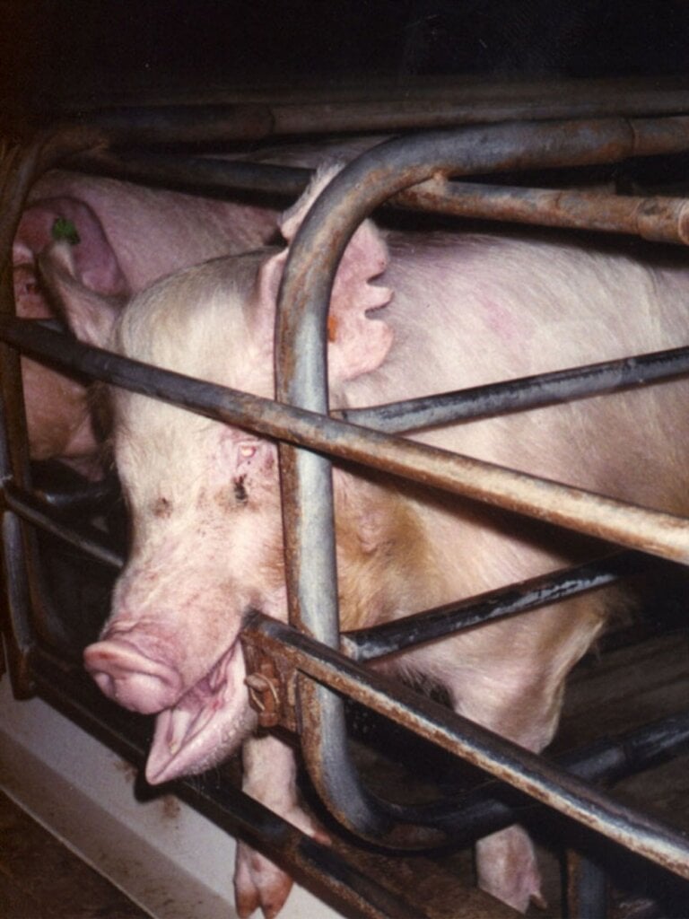 Sow stalls