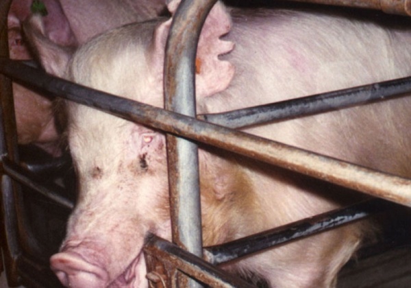 Cruelty in Slaughterhouses and on Factory Farms – Just Part of the Job