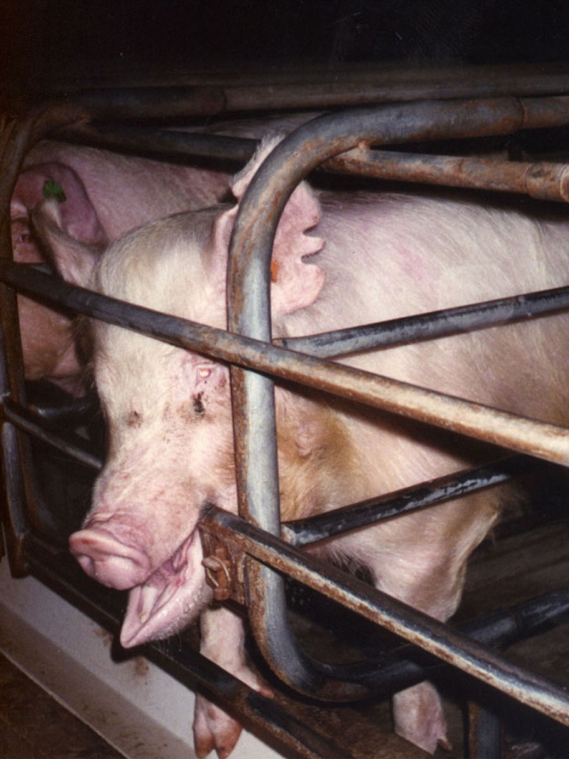 Cruelty in Slaughterhouses and on Factory Farms – Just Part of the Job