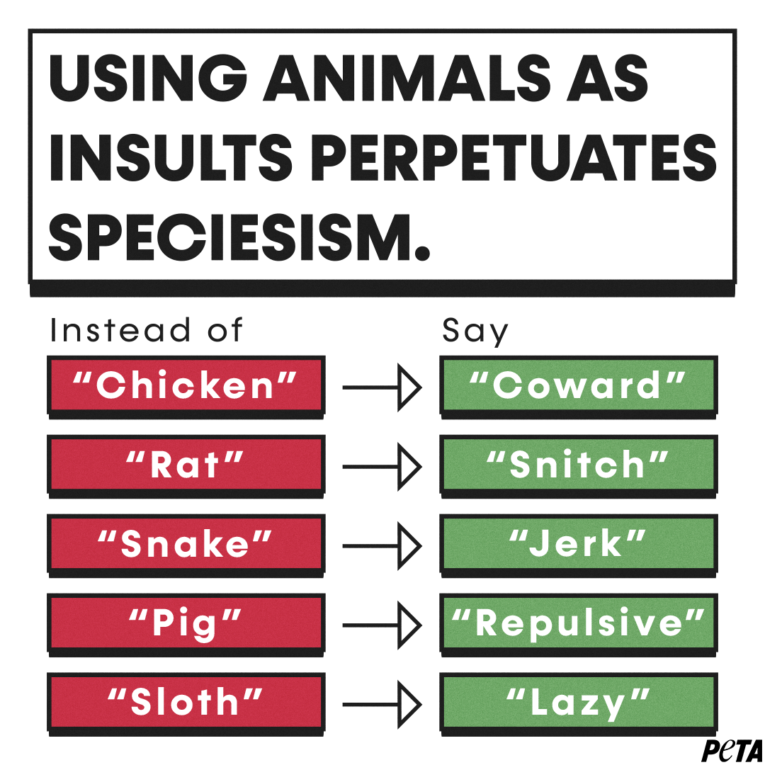 Say "coward" instead of chicken, "snitch" instead of rat, "jerk" instead of snake, "repulsive" instead of pig, and "lazy" instead of sloth.