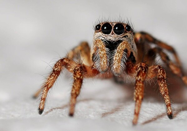 A photo of a spider.