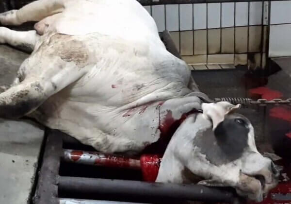 an Australian steer at an abattoir in Indonesia