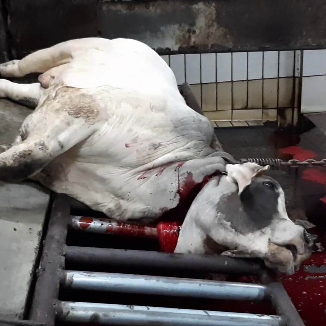 Butchered Alive: Australian Cattle Killed Overseas for Your Leather Shoes -  News - PETA Australia