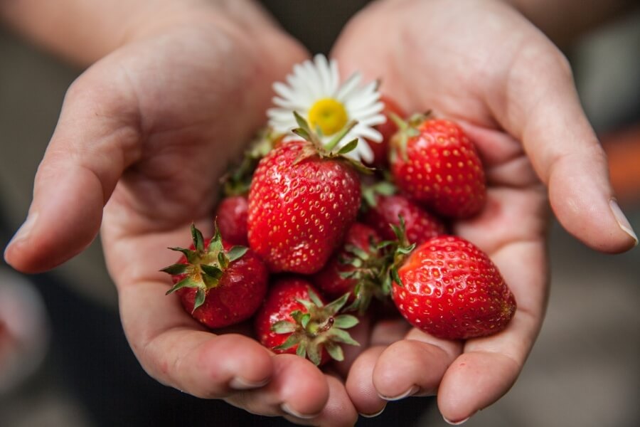 Are Vegetarians Taking Over New Zealand?