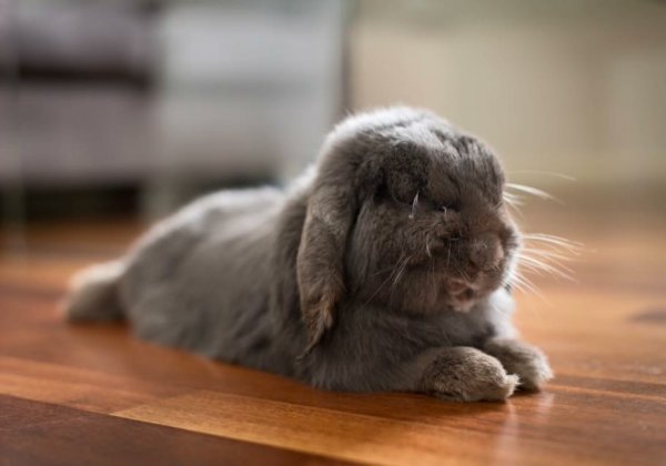 How to Keep Rabbit and Rodent Companions Cool in Summer