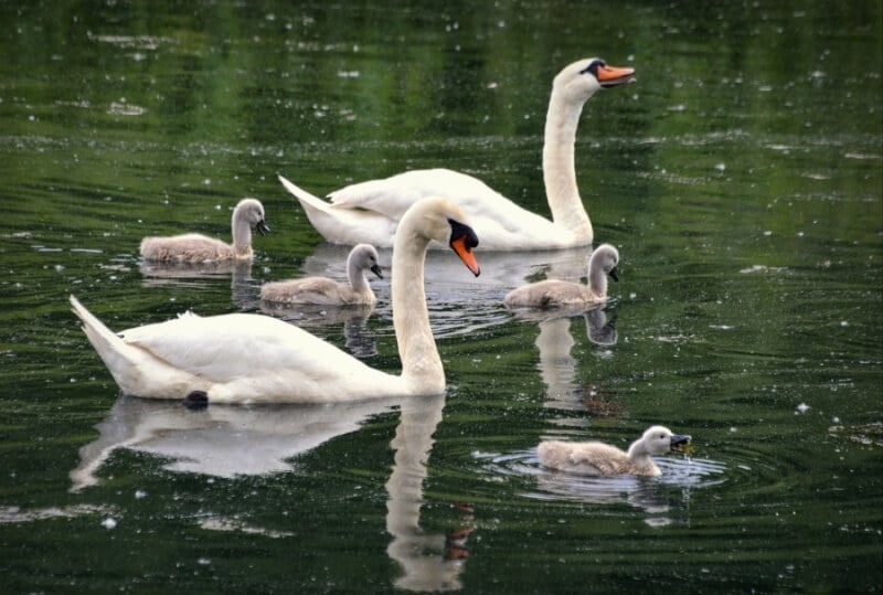 Swan family