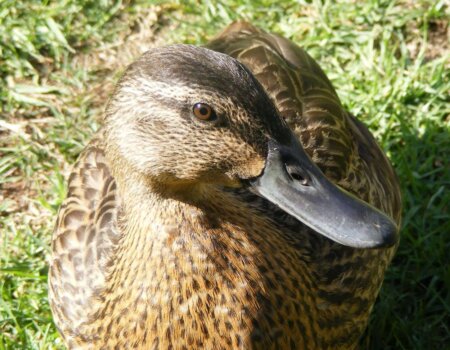 duck
