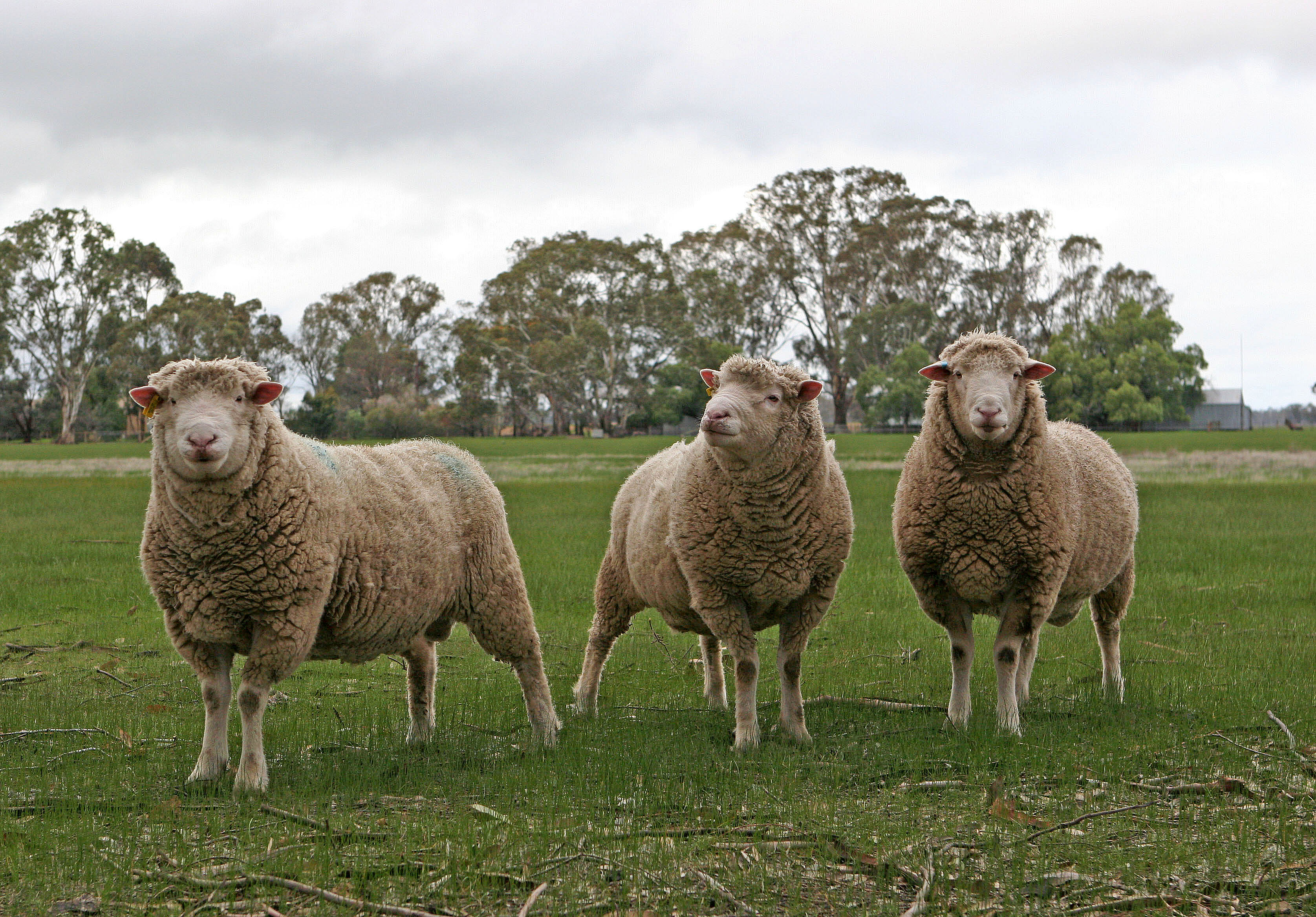 National Livestock Standards Should Protect Animals, Not Farmers