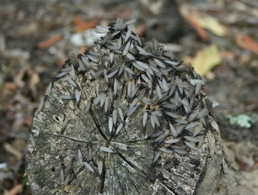Termites