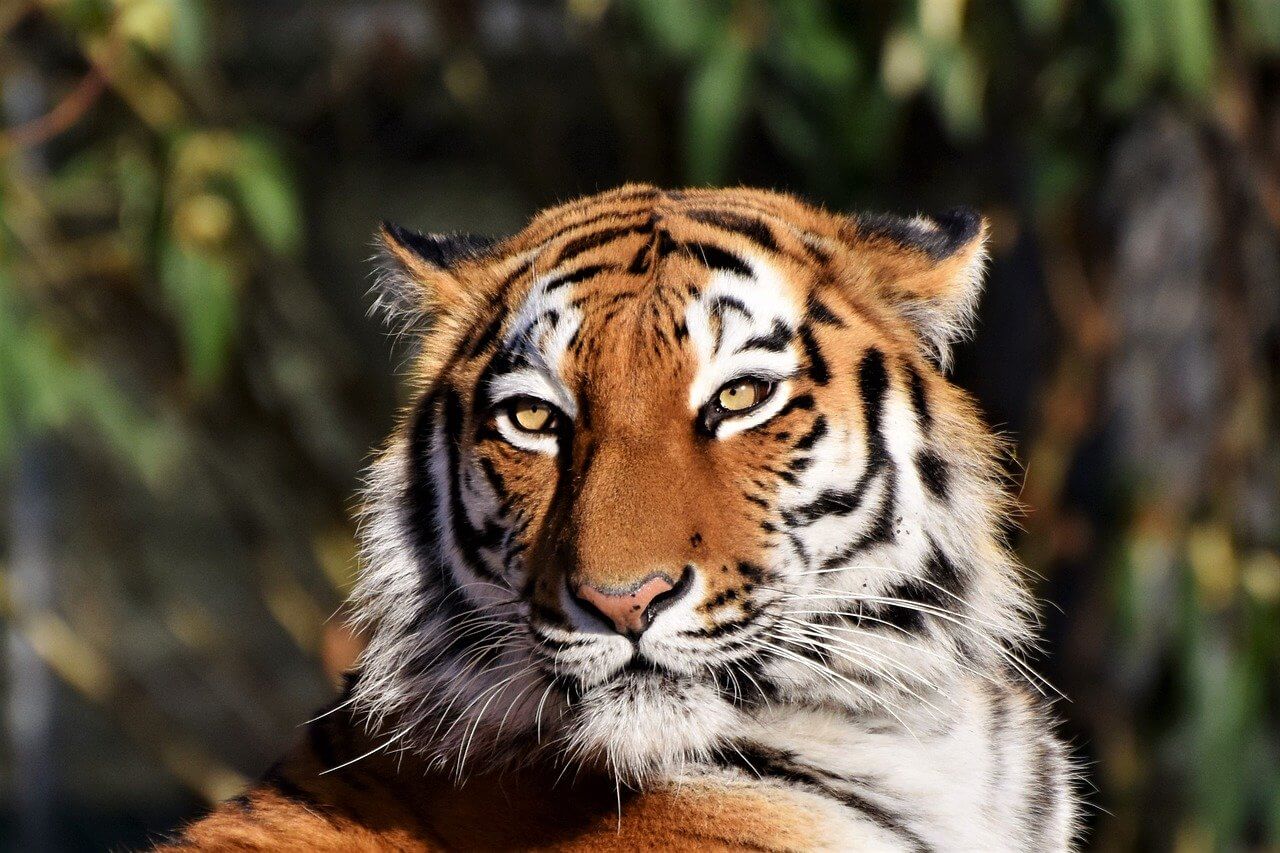 a tiger