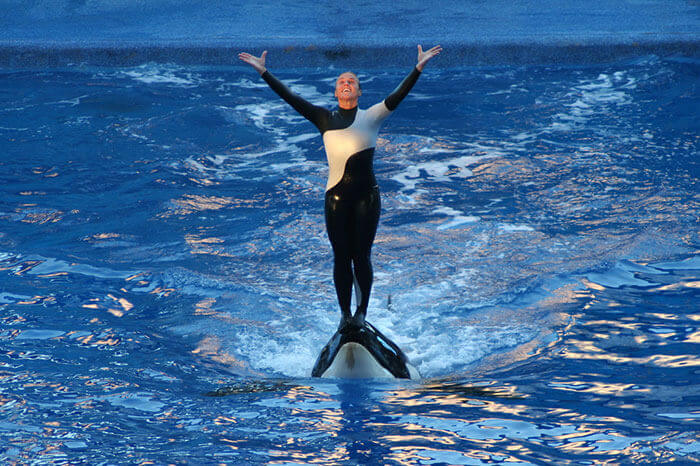 tilikum and Dawn Brancheau