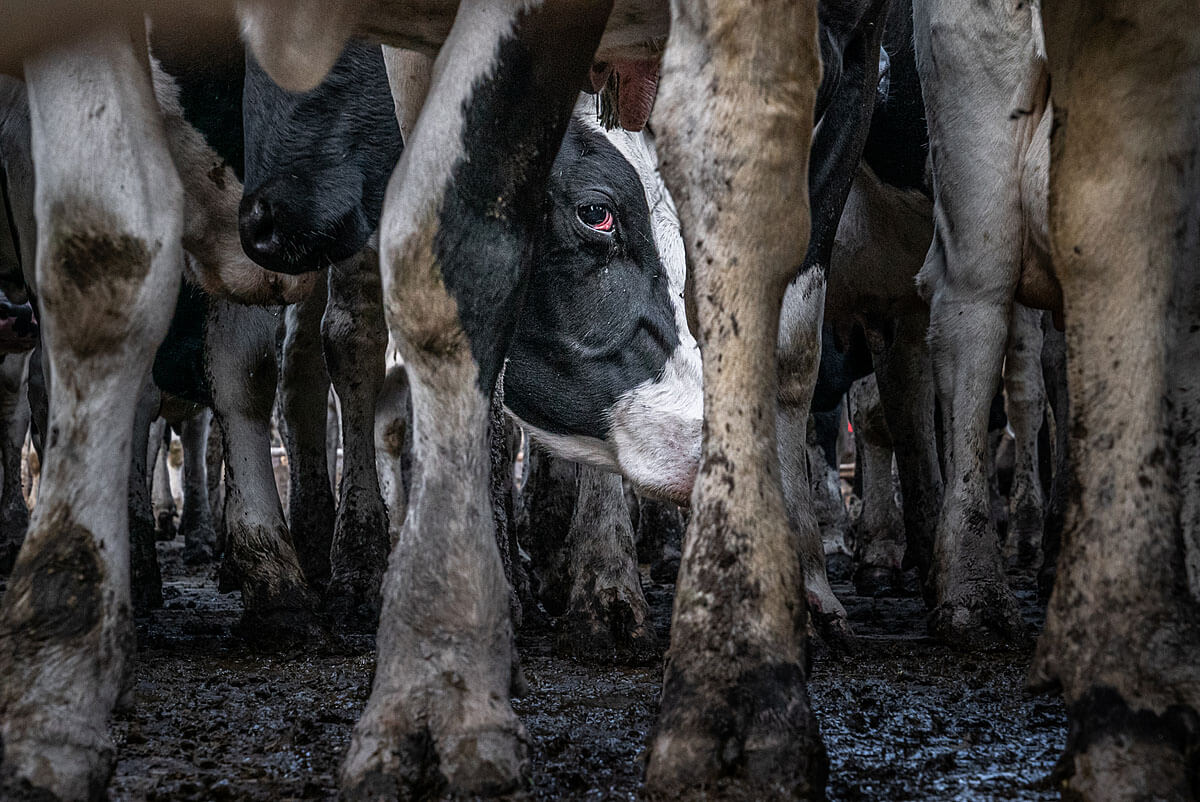 cows in transport