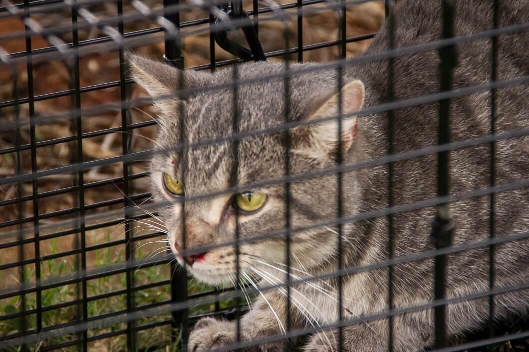 Australia's Feral Cat Problem Wildlife Issues PETA Australia