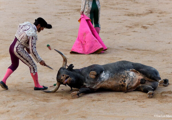 No More Deaths: Call For an End to Bullfights and Bull Runs in Pamplona