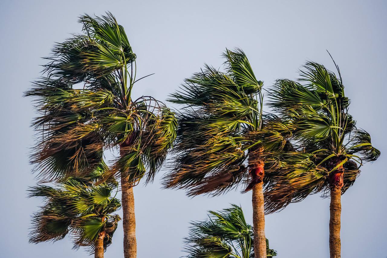 palm trees in a cyclone