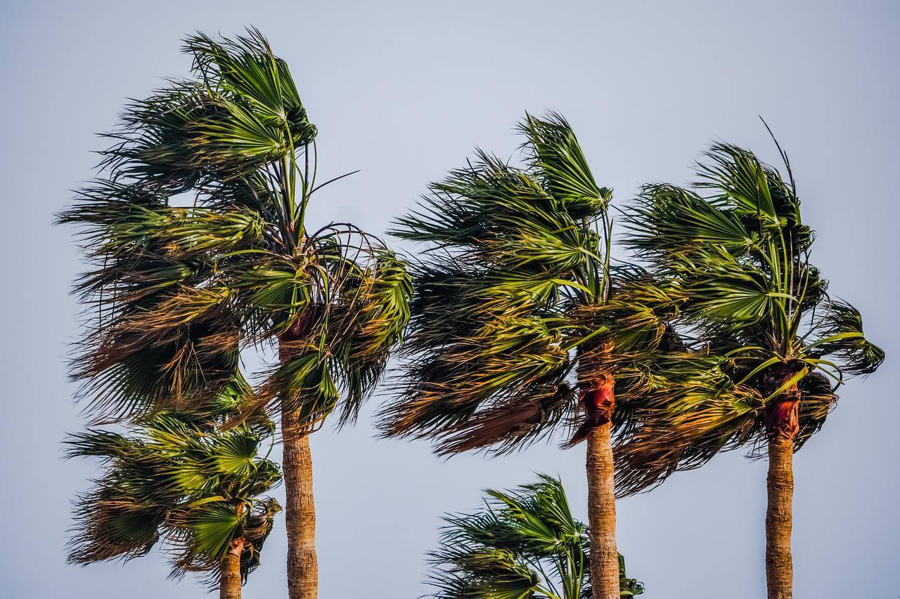 palm trees in a cyclone