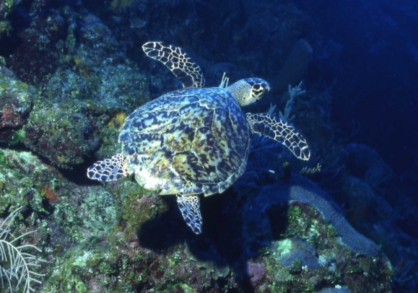 Remind Campbell Newman of His Pledge to Spare Turtles and Dugongs