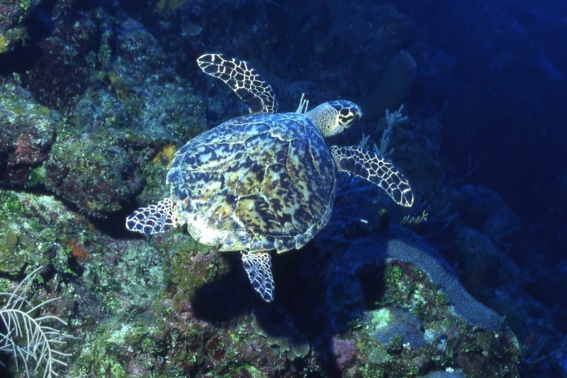 Remind Campbell Newman of His Pledge to Spare Turtles and Dugongs