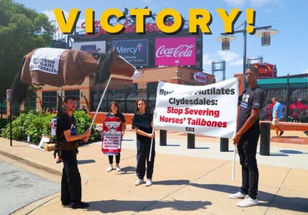 PETA Victory! Budweiser Agrees to Stop Amputating Clydesdales’ Tailbones
