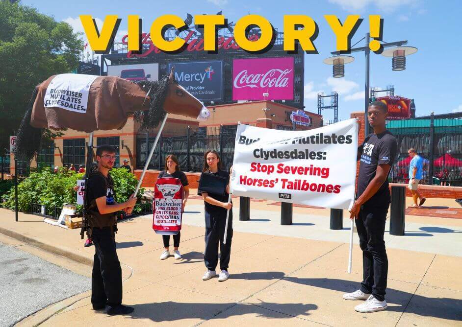 PETA Victory! Budweiser Agrees to Stop Amputating Clydesdales’ Tailbones