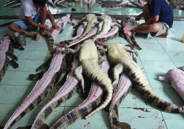 Image shows dead crocodiles being skinned