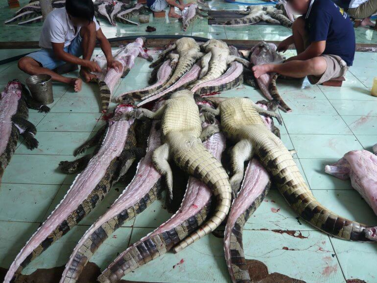 Image shows dead crocodiles being skinned