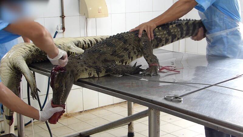 Crocodiles skinned in Vietnam