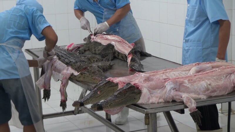 Crocodiles skinned in Vietnam