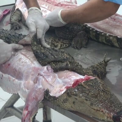 Crocodiles killed for their skin.