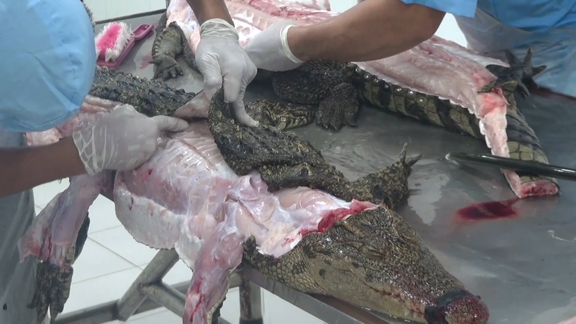 PETA Protests Hermès Crocodile Abuse - Their Turn