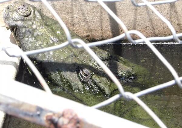 Crocodile held in barren pit.